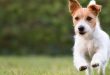 Cara Ampuh Mengatasi Kutu Anjing yang Bikin Pusing