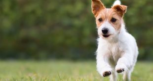 Cara Ampuh Mengatasi Kutu Anjing yang Bikin Pusing