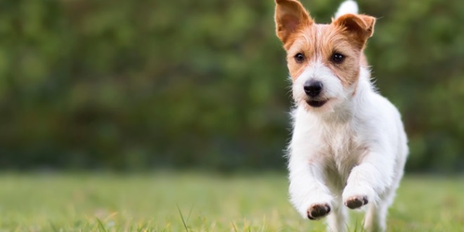 Cara Ampuh Mengatasi Kutu Anjing yang Bikin Pusing