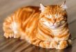Mitos dan Fakta Tentang Kucing yang Harus Kamu Ketahui