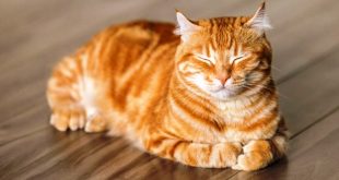 Mitos dan Fakta Tentang Kucing yang Harus Kamu Ketahui