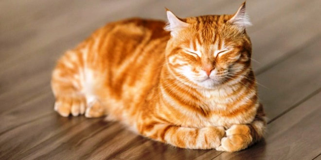 Mitos dan Fakta Tentang Kucing yang Harus Kamu Ketahui