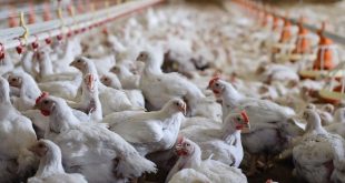 Tips Memulai Bisnis Peternakan Unggas untuk Pemula